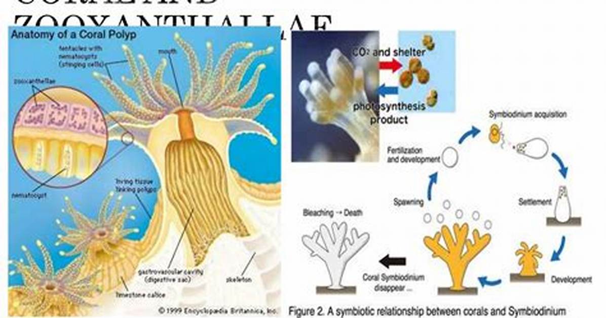Explain How Zooxanthellae Have a Symbiotic Relationship with Coral