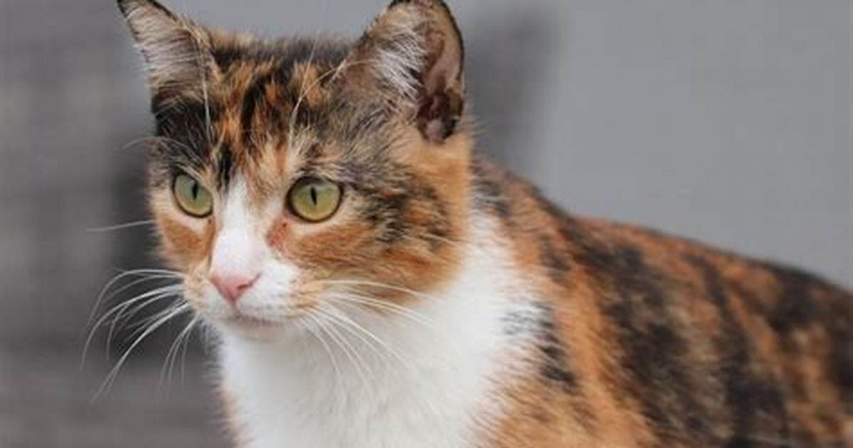 Exploring Calico Cat Breeds: a Comprehensive Guide