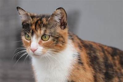 Exploring Calico Cat Breeds: a Comprehensive Guide