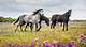 Exploring the Enchantment of Beautiful Wild Horses
