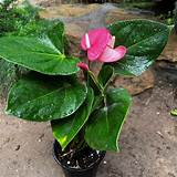 Exploring the Fascinating World of Emma Anthurium Latin
