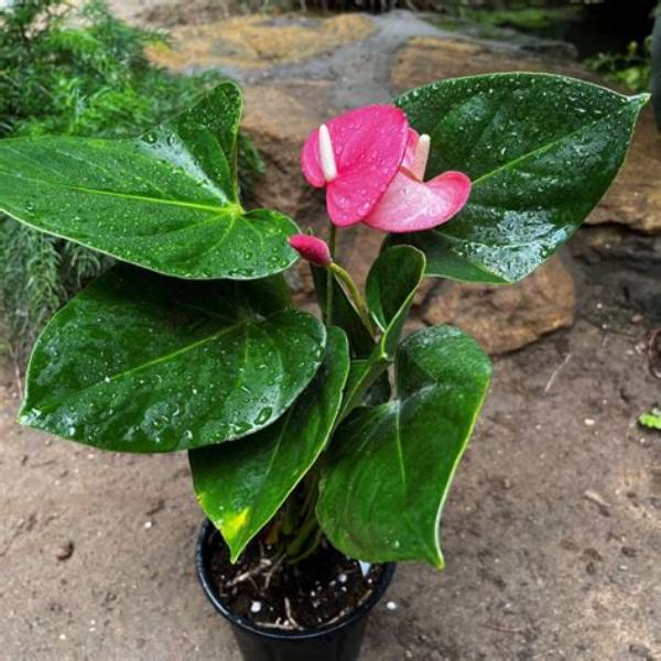 Exploring the Fascinating World of Emma Anthurium Latin