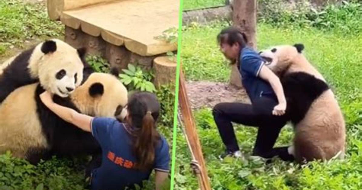 Exploring the Myth: Do Panda Bears Attack Humans?