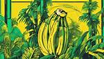 Exploring the Phenomenon of Miss Banana Bbc: a Comprehensive Guide