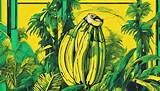 Exploring the Phenomenon of Miss Banana Bbc: a Comprehensive Guide
