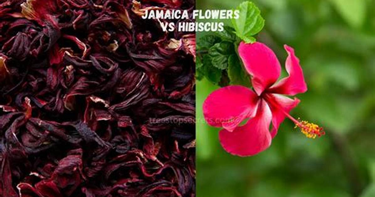 Exploring the Unique Style Link Between Jamaica and Yuejie