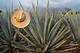 Exploring the Wonders of El Agave Azul