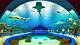 Exploring the Wonders of the Water Zoo