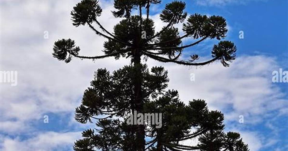 Facts on Brazilian Pine
