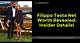 Filippo Testa Net Worth: the Untold Story of Success and Influence
