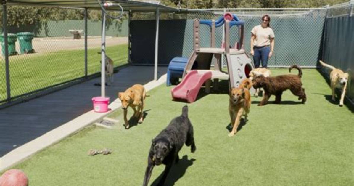 Finding the Best Dog Boarding in Abilene, Tx: a Comprehensive Guide