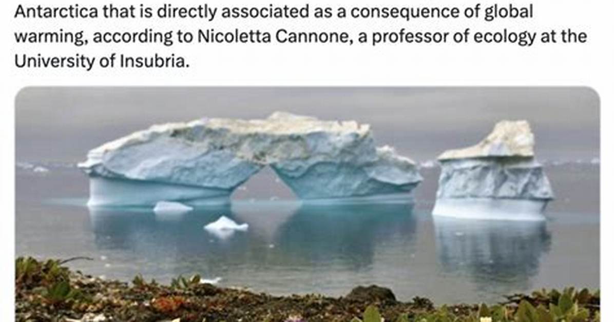 Flowers Blooming in Antarctica Meme: a Viral Phenomenon and Its Fascinating Implications
