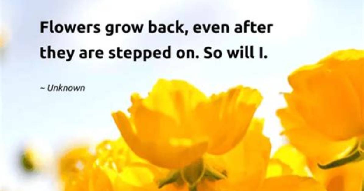 Flowers Grow Back Even When They Are Stepped on Meaning