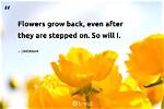 Flowers Grow Back Even When They Are Stepped on Meaning