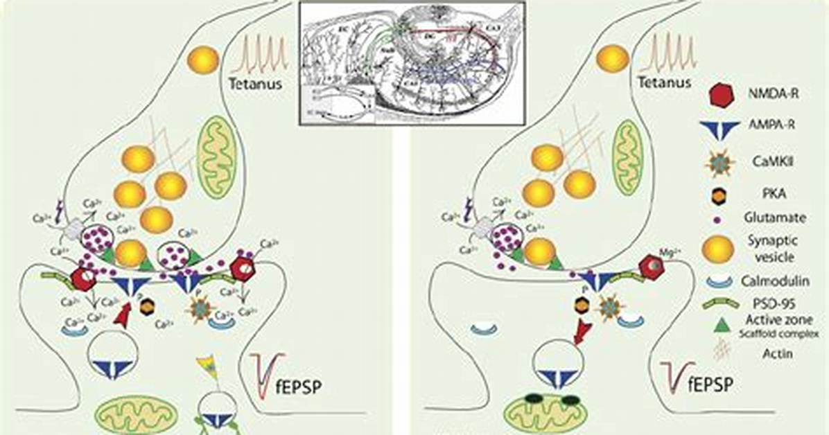 For a Postsynaptic Nmda Receptor to Be Activated?