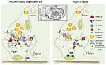 For a Postsynaptic Nmda Receptor to Be Activated?