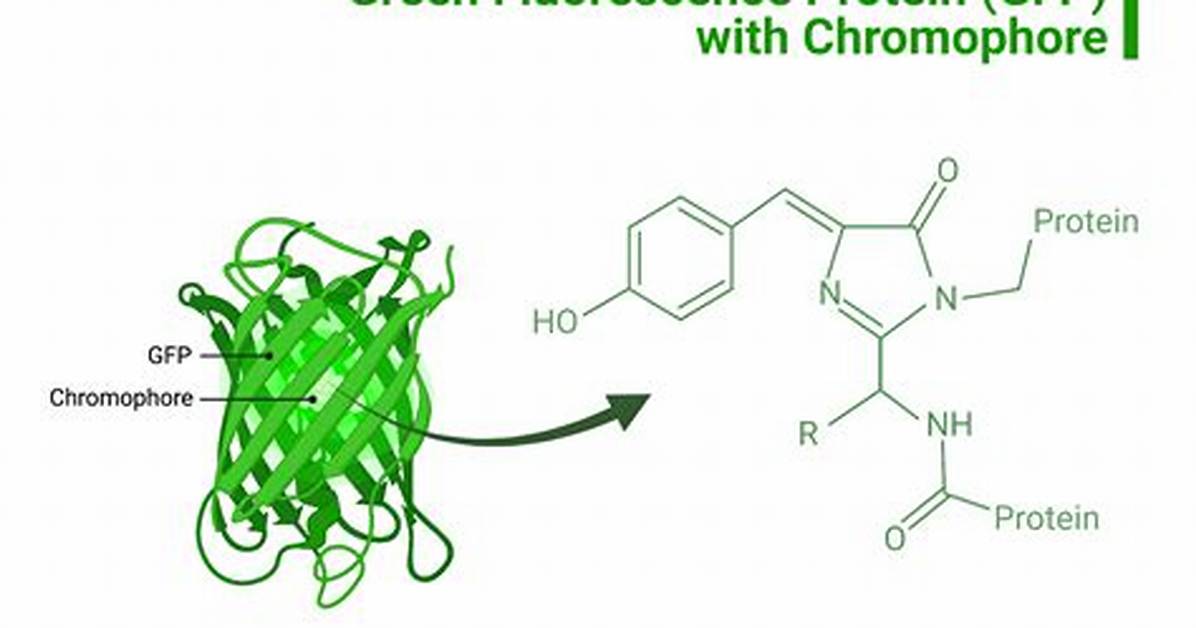 For Green Fluorescent Protein?