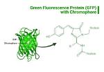 For Green Fluorescent Protein?