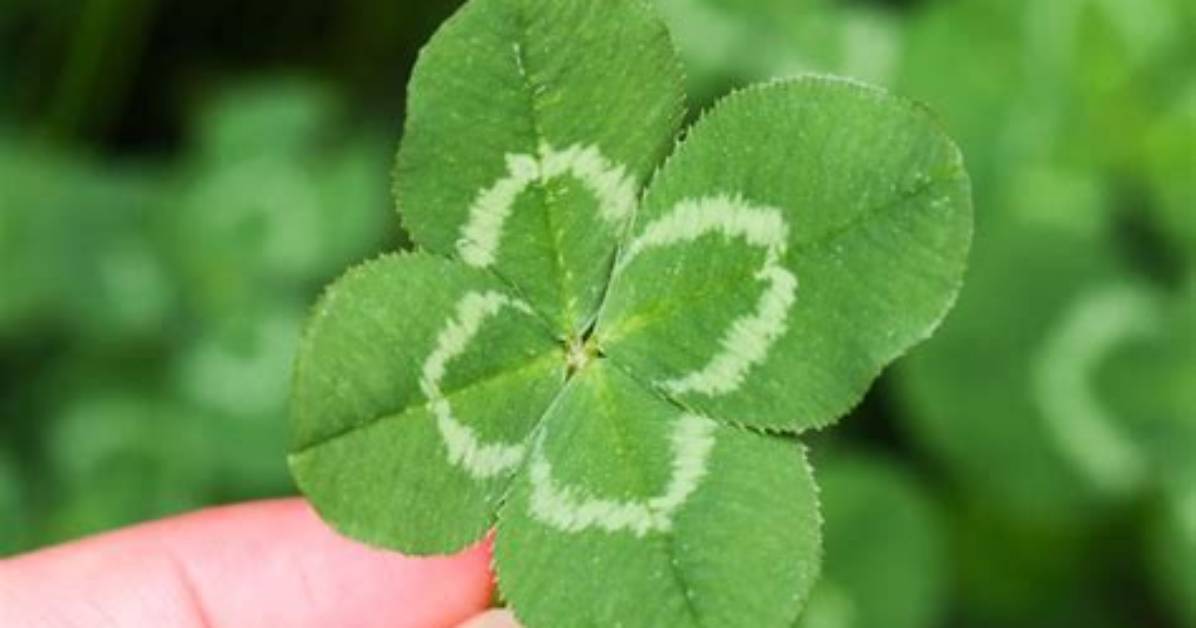 Four Leaf Clover