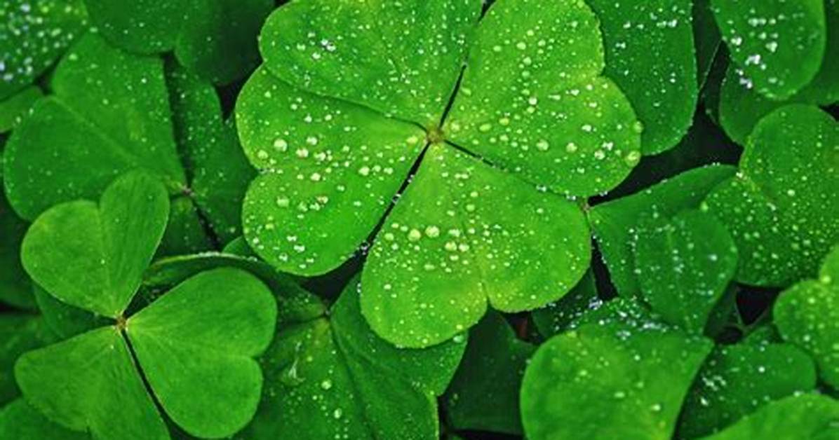Four Leaf