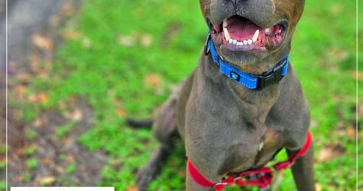 From Heartthrob to Humane Advocate
