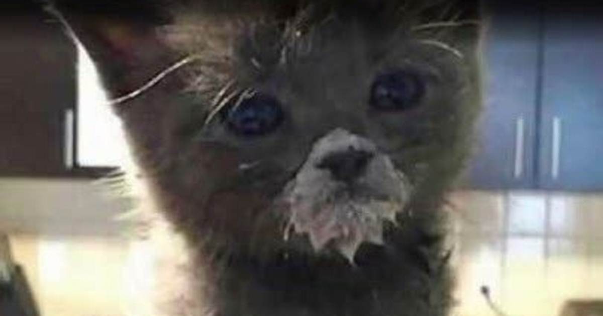 Frowed up Cat: the Ultimate Guide to Understanding This Unique Feline Phenomenon
