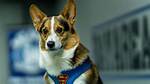 Gatsby the Corgi