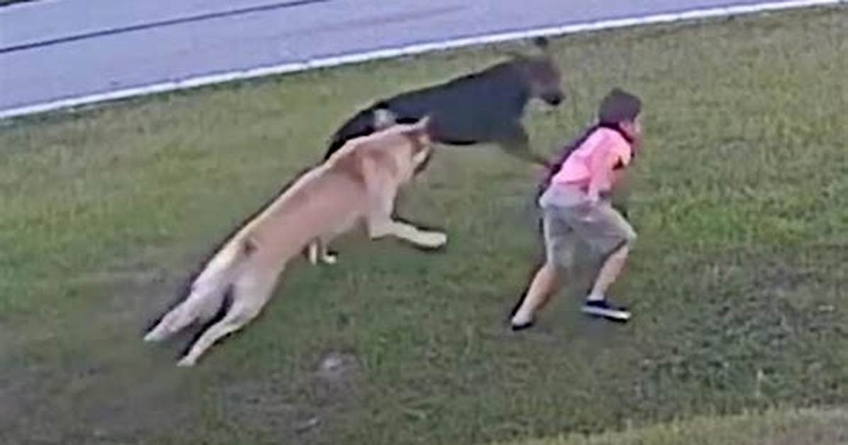 German Shepherd Saves 6 Year Old Boy from Potential Dog Attack by Stopping