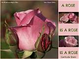 Gertrude Stein: 'Rose Is a Rose Is a Rose Is a Rose.'