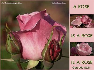 Gertrude Stein: 'Rose Is a Rose Is a Rose Is a Rose.'