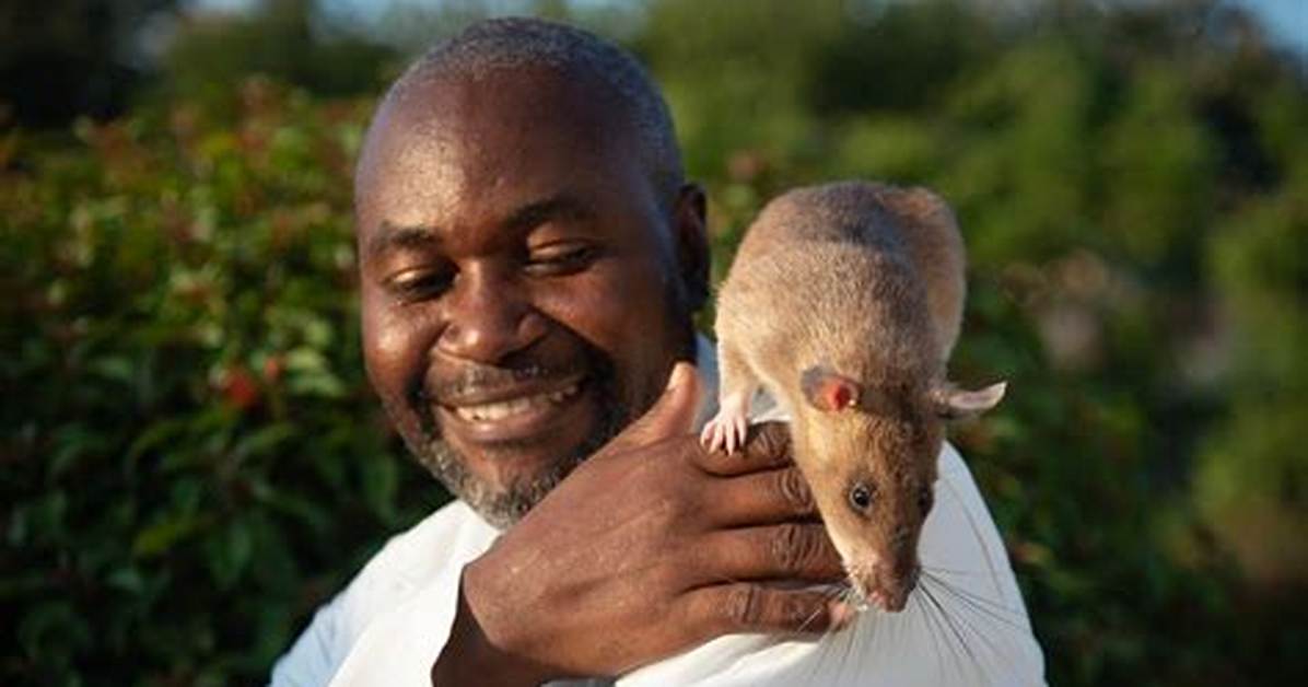 Giant Rat