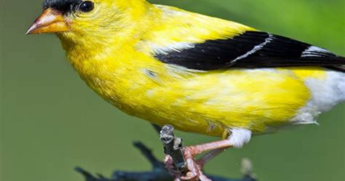 Goldfinch