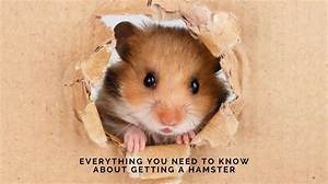 Hamster Gogo: Everything You Need to Know About the Charming Pet