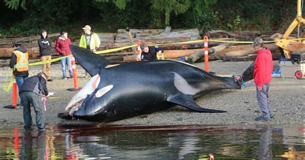 Has a Killer Whale Ever Killed A