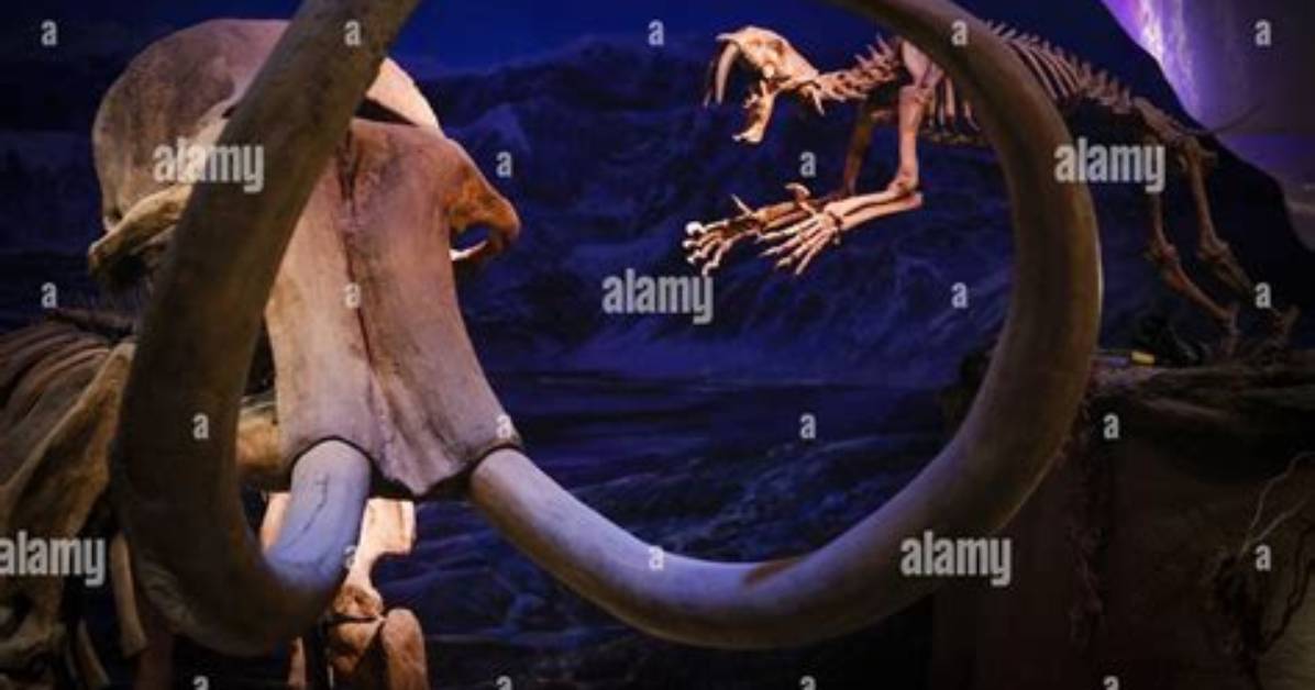 Has Anyone Eaten Woolly Mammoth?