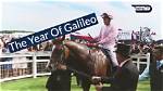 Has Galileo the Racehorse Died?