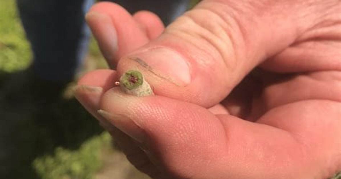 Has Nipped in the Bud?