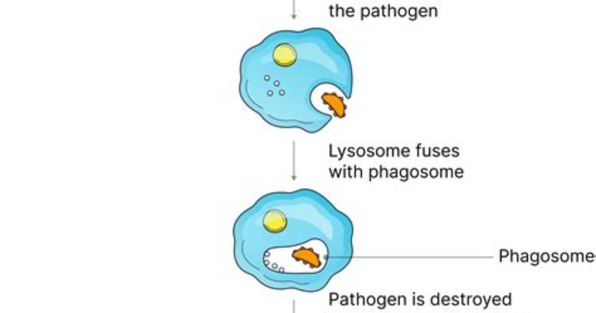 Has the Capability of Phagocytosis?
