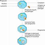 Has the Capability of Phagocytosis?