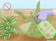 Herbicide to Kill Ferns | Homesteady