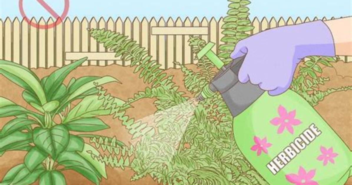 Herbicide to Kill Ferns
