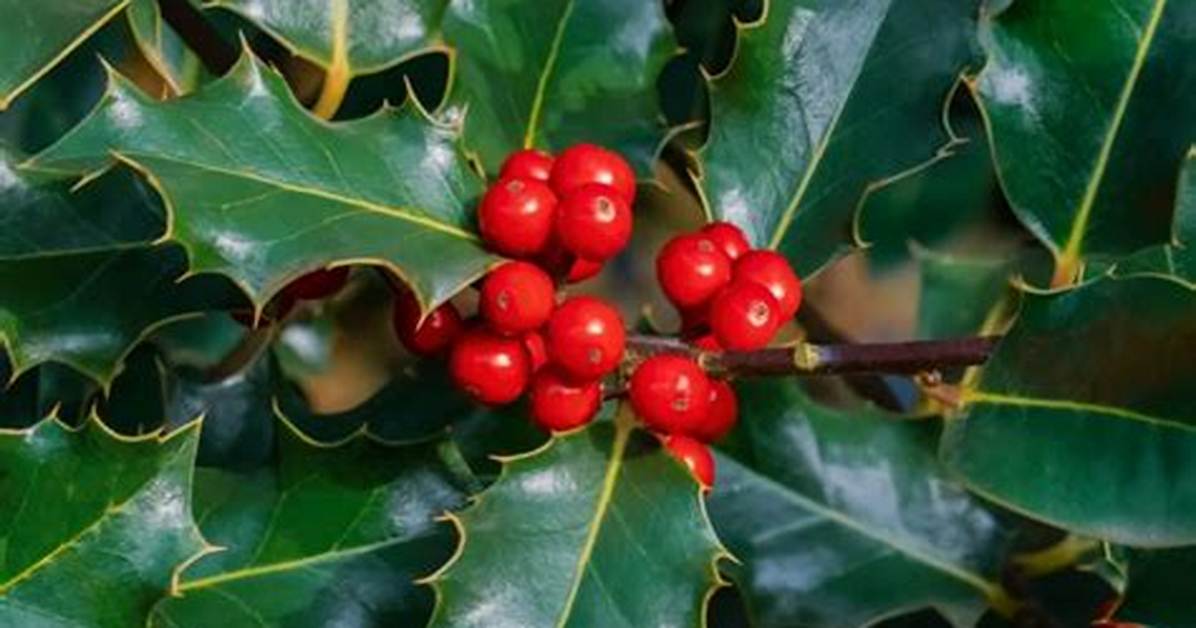 Holly