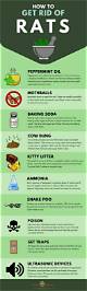 Home Remedies for Killing Rats