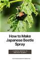 Home Remedies to Kill Asian Beetles