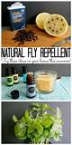 Home Remedy Fly Repellent | Homesteady