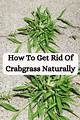 Home Remedy for Crabgrass | Homesteady