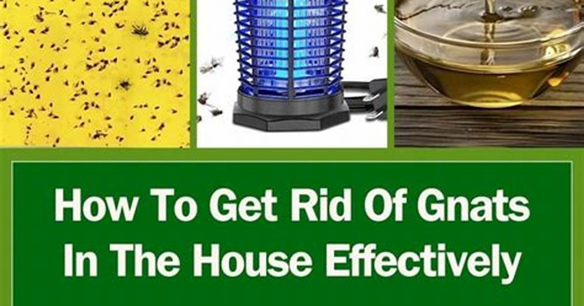 Home Remedy for Keeping Gnats out of Eyes