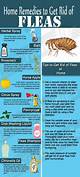 Home Remedy for Killing Yard Fleas