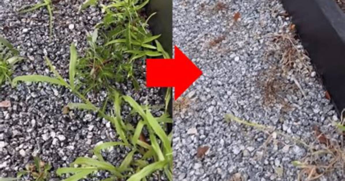 Home Remedy for Killing Yard