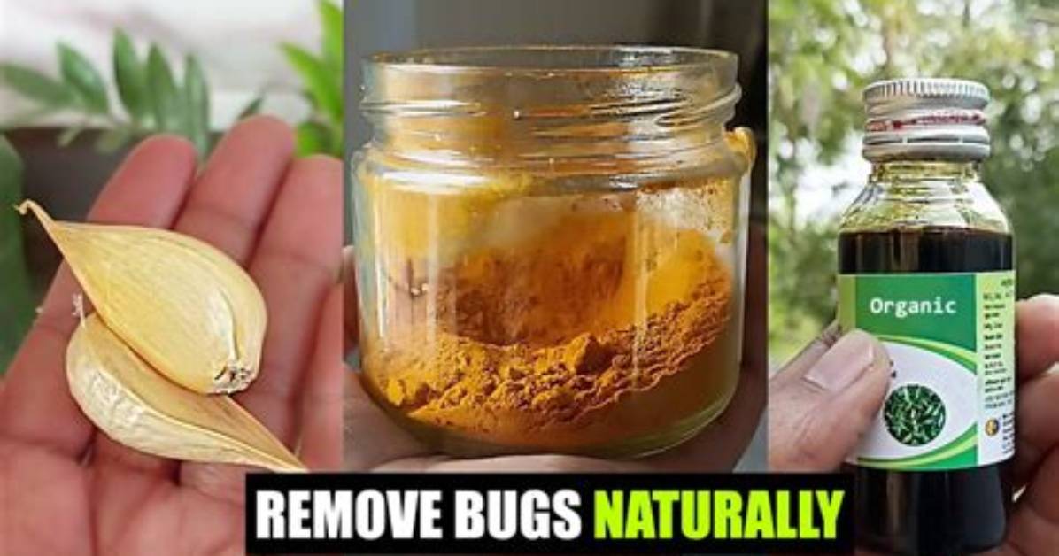 Home Remedy for Small Bugs in Kitchen Cabinets